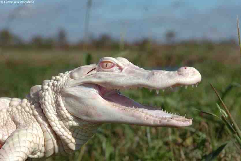 ferme, crocodiles, alligator, albinos